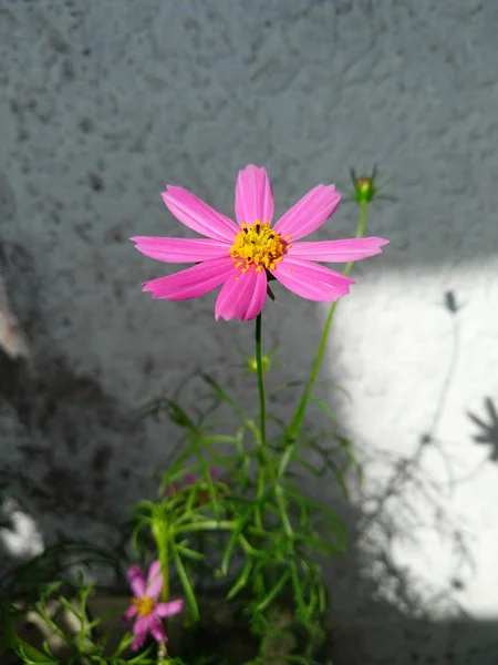 Primer Plano Rosa Púrpura Claro Cosmos Flores Flor Amarilla Puede — Foto de Stock