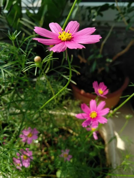 Close Pink Light Purple Cosmos Flowers Yellow Flower Can Seen — Stok fotoğraf