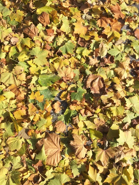 Autumn Leaves Various Colors Including Ginkgo Maple Leaves Willow Leaves — Stock Photo, Image