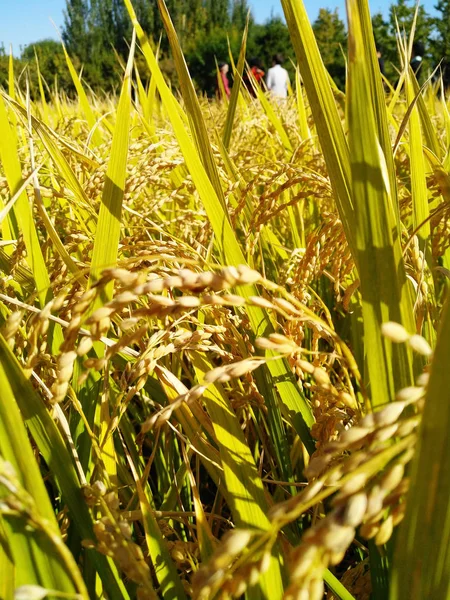 Golden rice fields and heavy rice ears