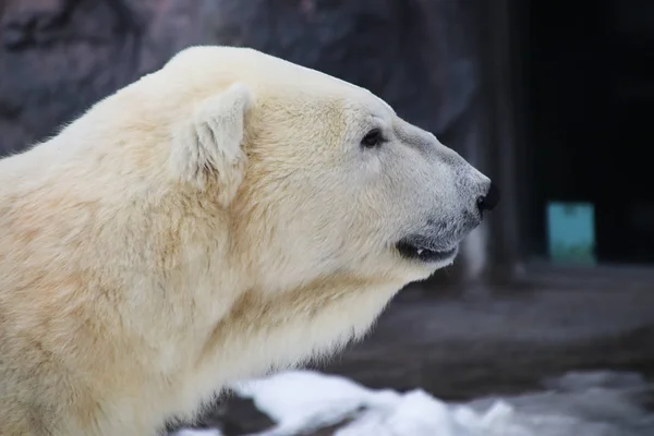 Slightly Yellowed Polar Bear Still Powerful Stock Photo