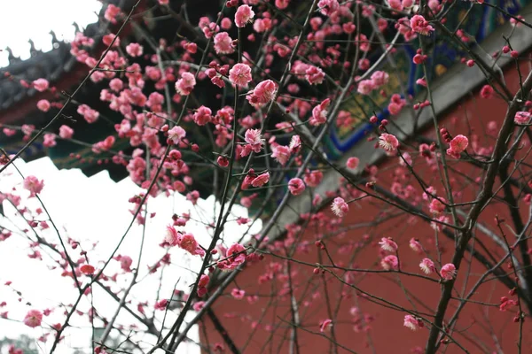 Alte Gebäude Und Rosa Pfirsichblüten Ergänzen Sich Stockbild