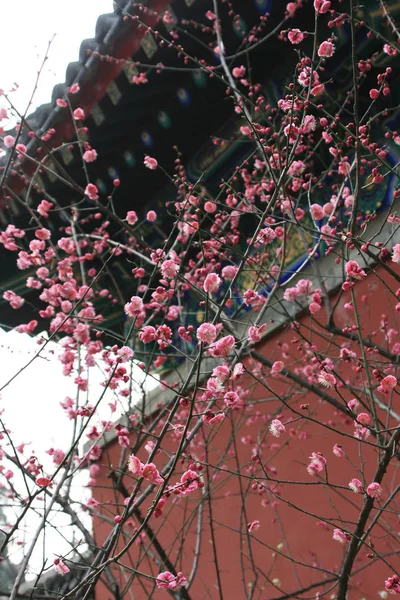 Alte Gebäude Und Rosa Pfirsichblüten Ergänzen Sich Stockbild