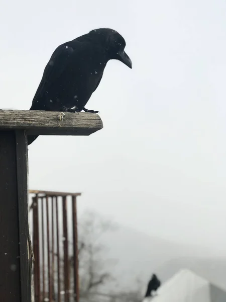 Corvo Esperando Por Comida — Fotografia de Stock