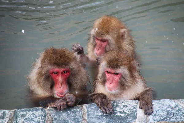 Macaco Fonte Quente — Fotografia de Stock