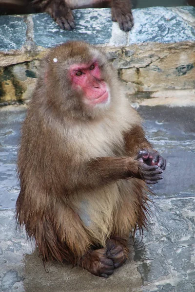 Мавпа Гарячому Джерелі — стокове фото