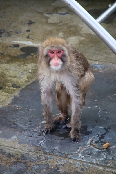 温泉の猿 — ストック写真