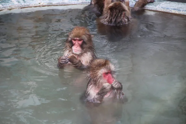 Macaco Fonte Quente — Fotografia de Stock