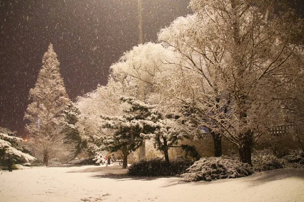 It\'s a rare snow in Beijing. Even though it is night, people play snow happily.