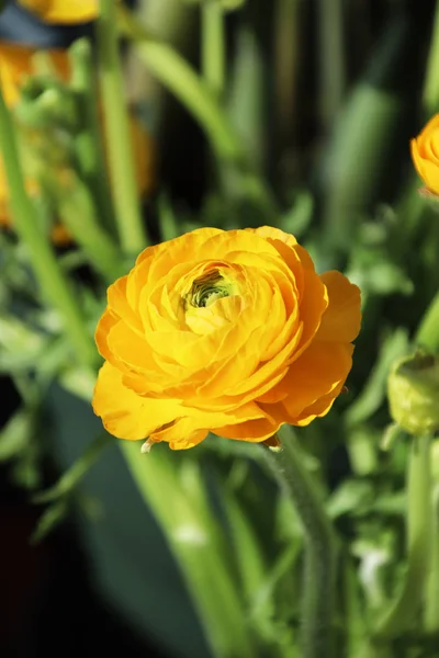 Желтая Бабочка Зеленая Зеленая Сравнимая Пионом — стоковое фото