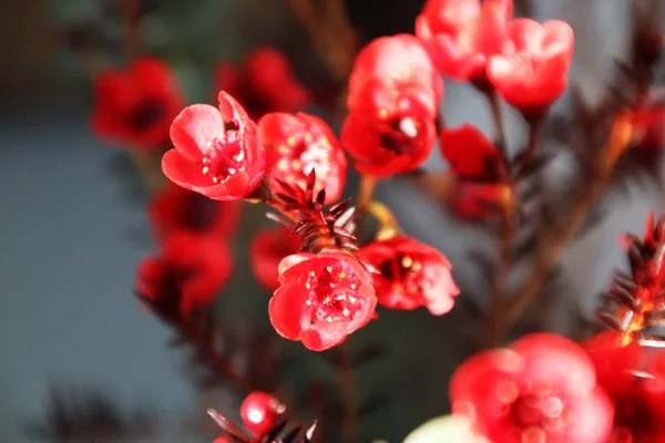 Ανθισμένο Κόκκινο Κερί Δαμάσκηνο Ένα Πολύ Εορταστικό Λουλούδι Στους Κινέζους — Φωτογραφία Αρχείου