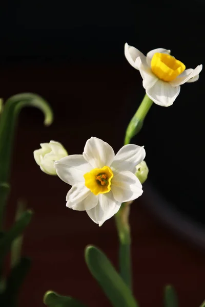 Narcisos Blancos Florecientes Elegantes Delicados —  Fotos de Stock