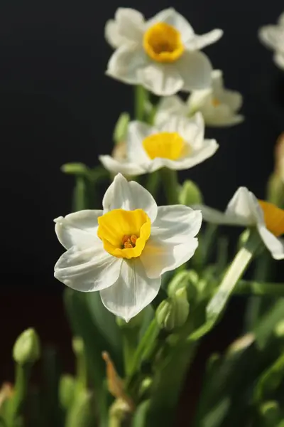 Narcisos Blancos Florecientes Elegantes Delicados —  Fotos de Stock