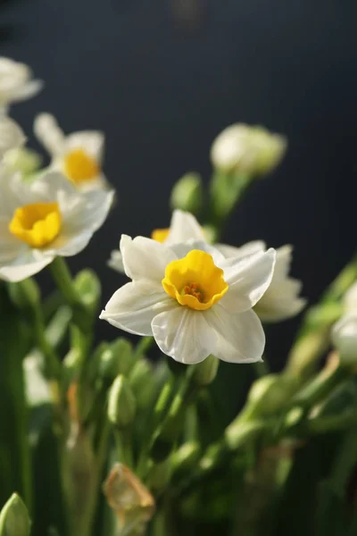 Narcisos Blancos Florecientes Elegantes Delicados —  Fotos de Stock