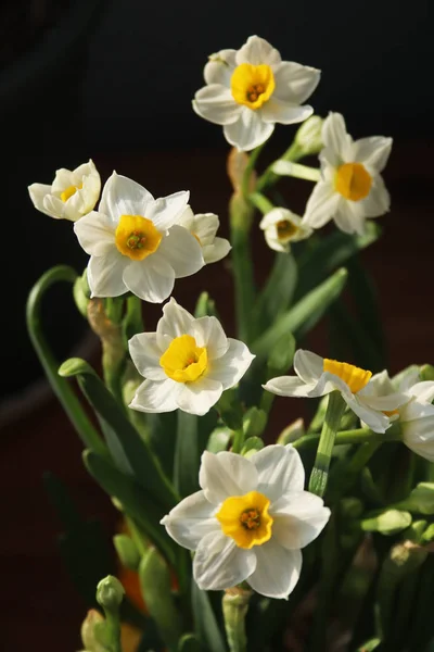 Blommande Vita Påskliljor Elegant Och Delikat — Stockfoto