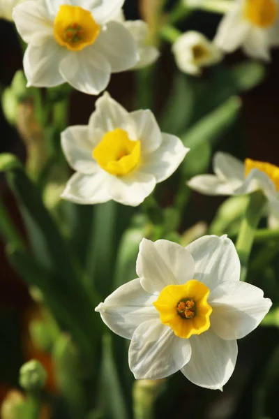 白い水仙 エレガントで繊細な開花 — ストック写真