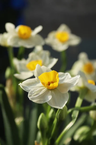 Blommande Vita Påskliljor Elegant Och Delikat — Stockfoto