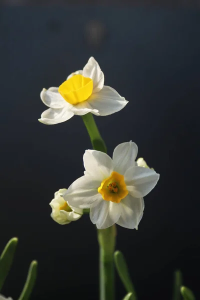 Blooming White Daffodils Elegant Delicate — 스톡 사진