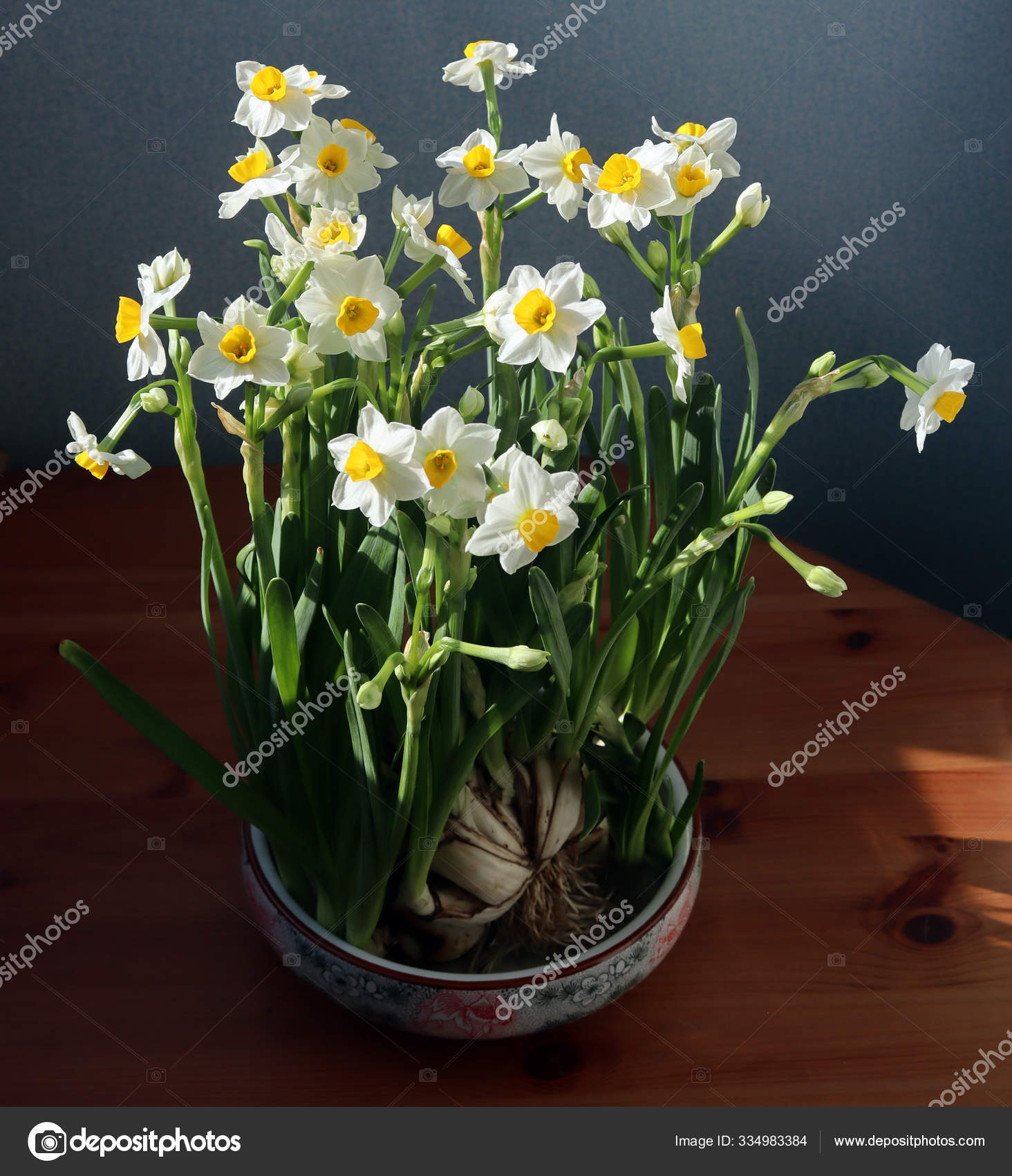 开了花的白色水仙花香气淡淡的 图库照片 C Soudgn