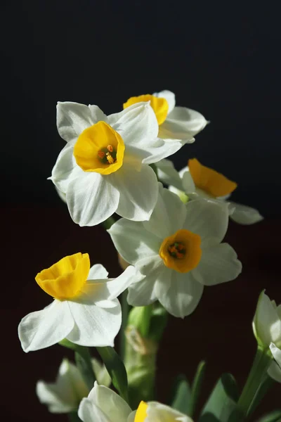 Narcisos Blancos Florecientes Con Ligero Aroma —  Fotos de Stock