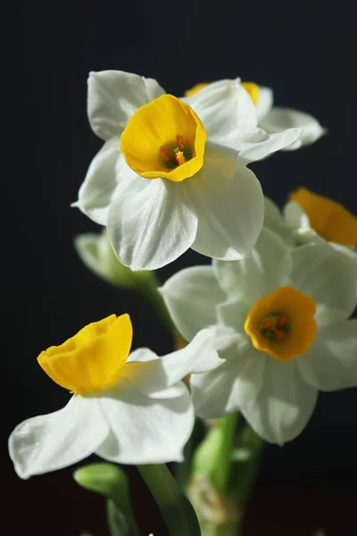 かすかな香りで白い水仙を咲かせます — ストック写真