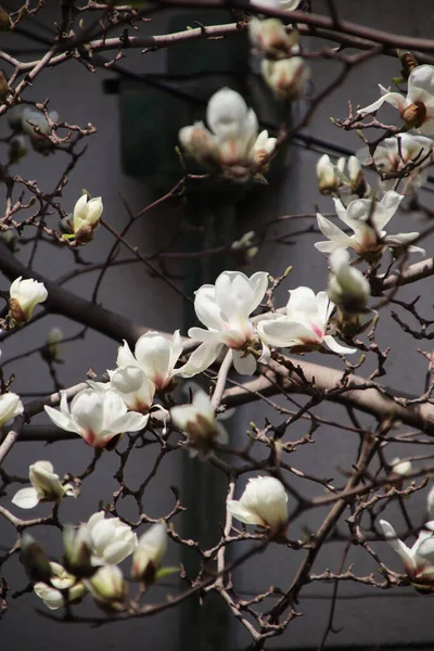 Fiori Magnolia Bianca Fiore Sono Particolarmente Belli Contro Cielo Blu — Foto Stock