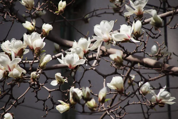 Квітучі Білі Квіти Магнолії Особливо Красиві Тлі Блакитного Неба — стокове фото