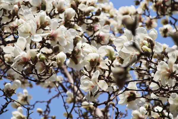 Flores Magnólia Branca Florescendo São Especialmente Bonitas Contra Céu Azul — Fotografia de Stock