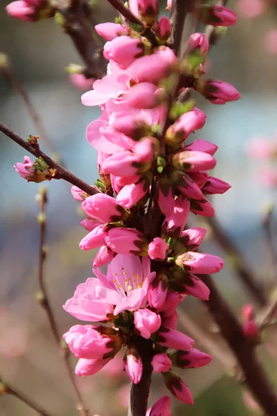 Цвітіння Рожевого Персика Цвіте Навесні — стокове фото