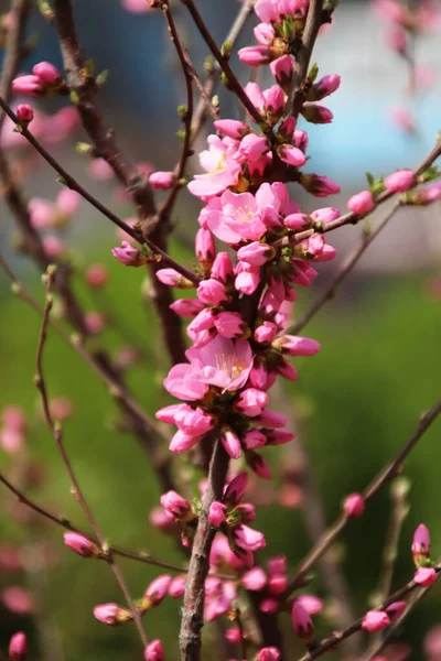 Цвітіння Рожевого Персика Цвіте Навесні — стокове фото