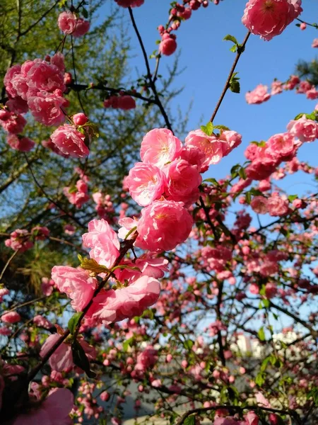 Flores Ameixa Rosa Florescendo São Particularmente Delicadas Contra Céu Azul — Fotografia de Stock