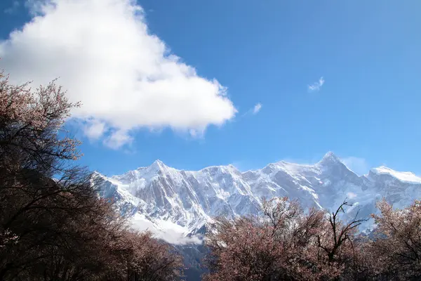 Travers Les Montagnes Les Fleurs Sauvages Pêche Rose Regardant Pic — Photo