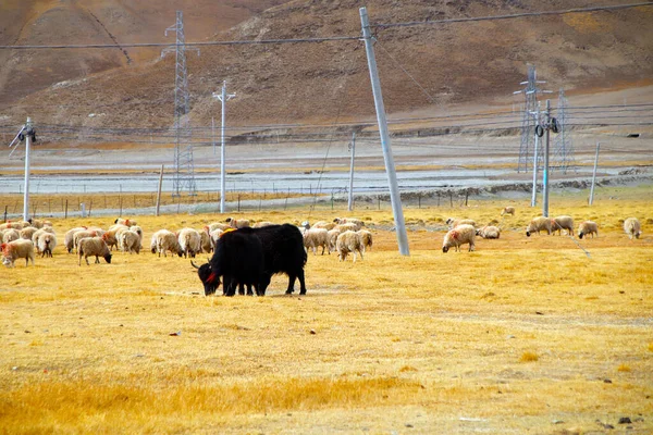 Stado Owiec Jaka Wypasane Pastwisku Płaskowyżu Aby Zapobiec Utracie Zwierzęta — Zdjęcie stockowe