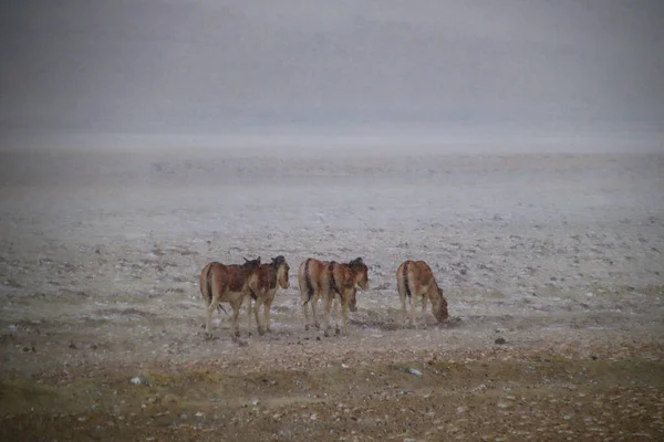 Tibetan Wild Ass Foraging Snow — стокове фото