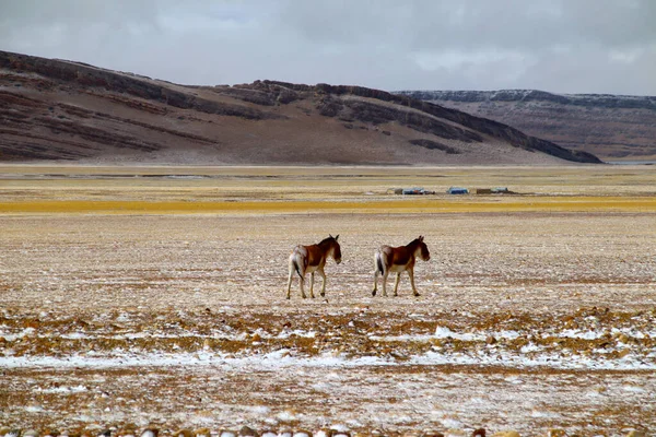 Two Wild Asses Walking Leisurely Plateau Pasture Snow — Zdjęcie stockowe