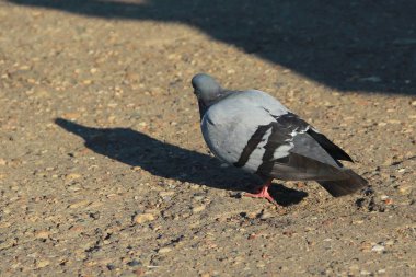 Bir güvercin kaldırımda duruyor ve gölgesine bakıyor.