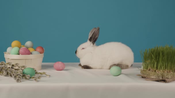 Lindo conejo blanco claro sobre fondo azul con huevos en la mesa — Vídeo de stock