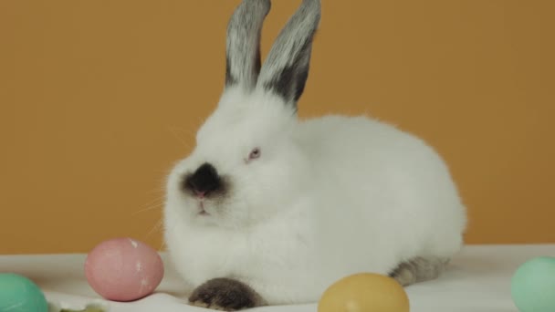 Lindo conejo blanco claro sobre fondo amarillo con huevos en la mesa — Vídeo de stock