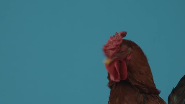 Rooster in studio. Blue background. Look at green grass. Close up — Stock Video