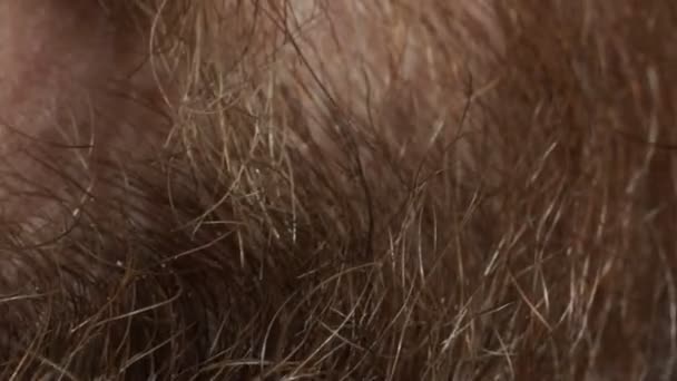 Close up macro shot of red beard. Adult man with bird — Stock Video