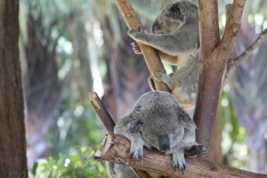 A close up of a koala clipart