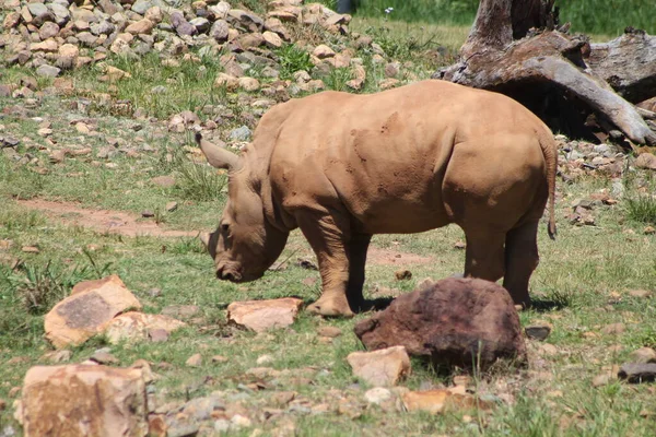 Rinocerontes de bebê no deserto selvagem — Fotografia de Stock