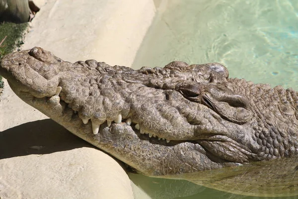 Crocodile in an zoo habitat — Stock Photo, Image