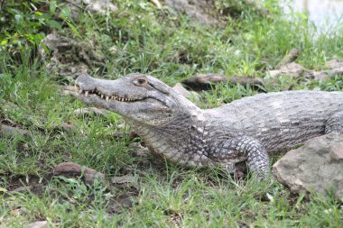 Timsah açık ortamında