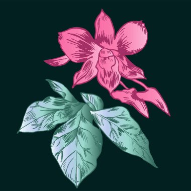 Egzotik çiçekler ayarlayın. Vintage botanik vektör çizim.