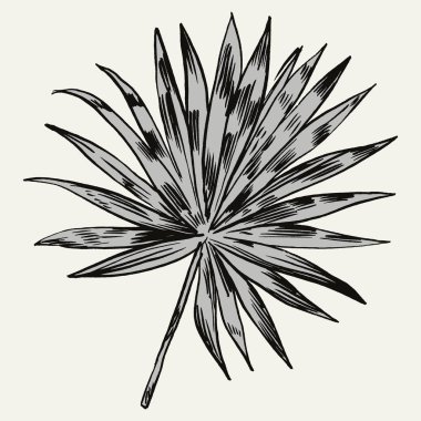 Egzotik çiçekler ayarlayın. Vintage botanik vektör çizim.