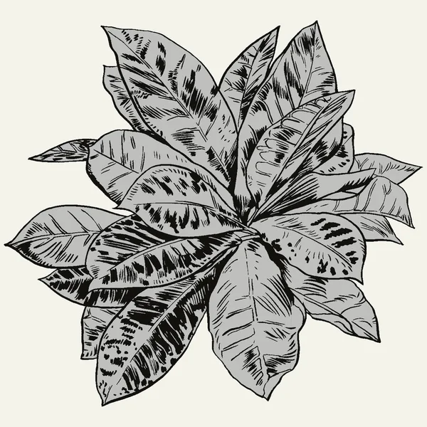 Set de flores exóticas. Vector botánico ilustración vintage . — Vector de stock
