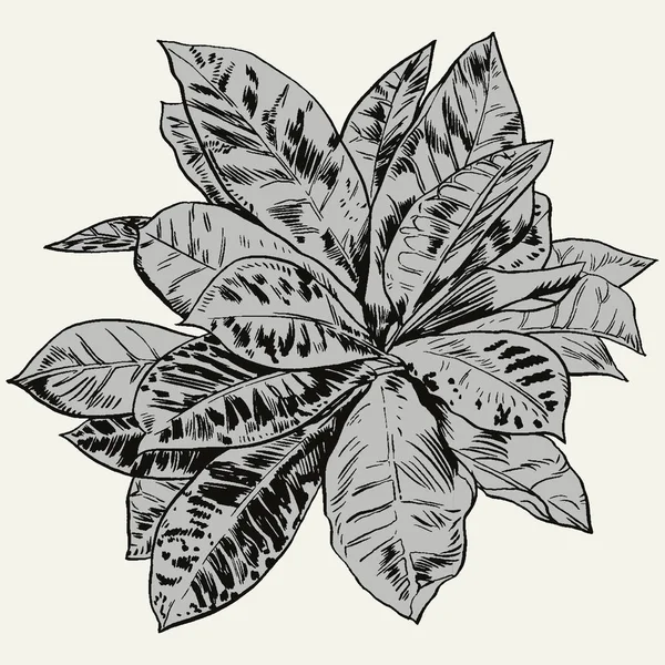 Exotische bloemen instellen. Botanische vintage vectorillustratie. — Stockvector