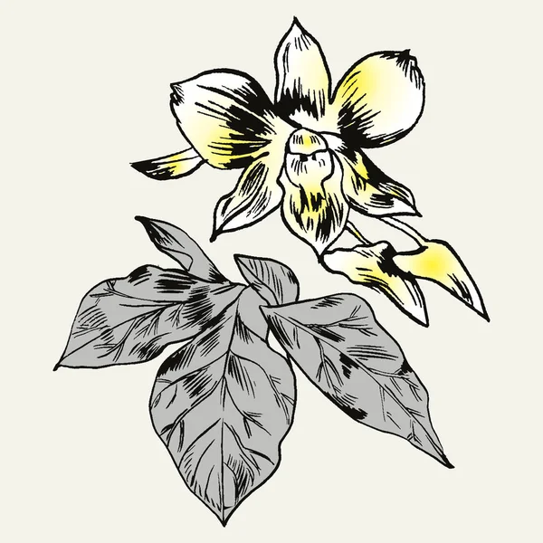 Set de flores exóticas. Vector botánico ilustración vintage . — Archivo Imágenes Vectoriales