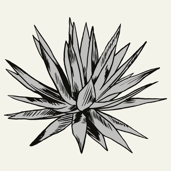 Exotische bloemen instellen. Botanische vintage vectorillustratie. — Stockvector